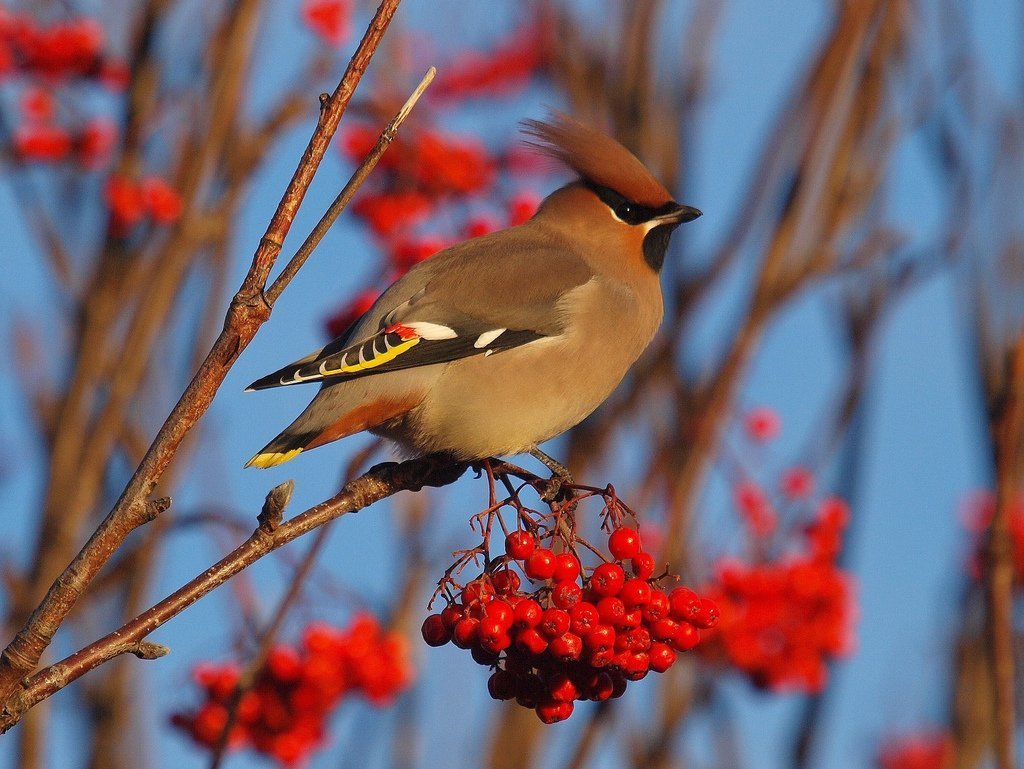 Свиристель обыкновенный
