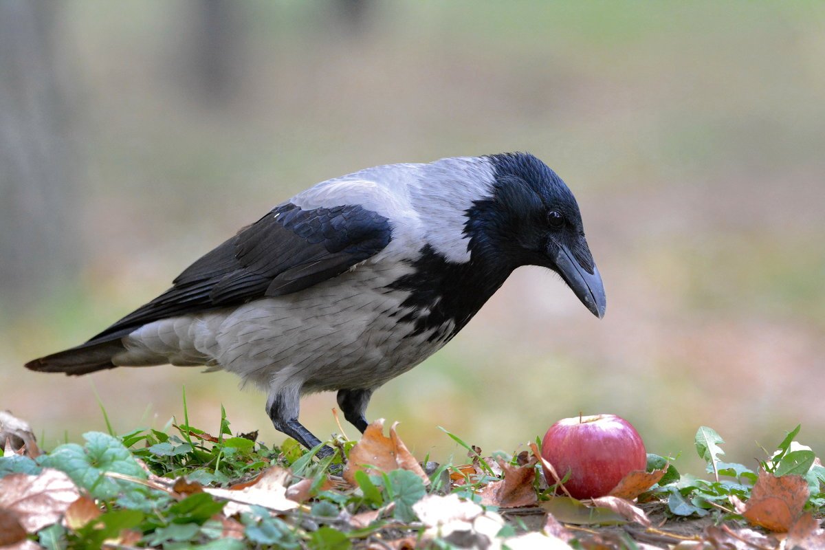 Ворона серая обыкновенная