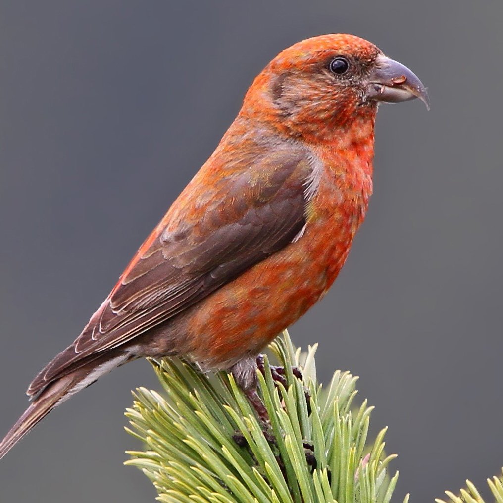 Клёст-еловик Вьюрковые