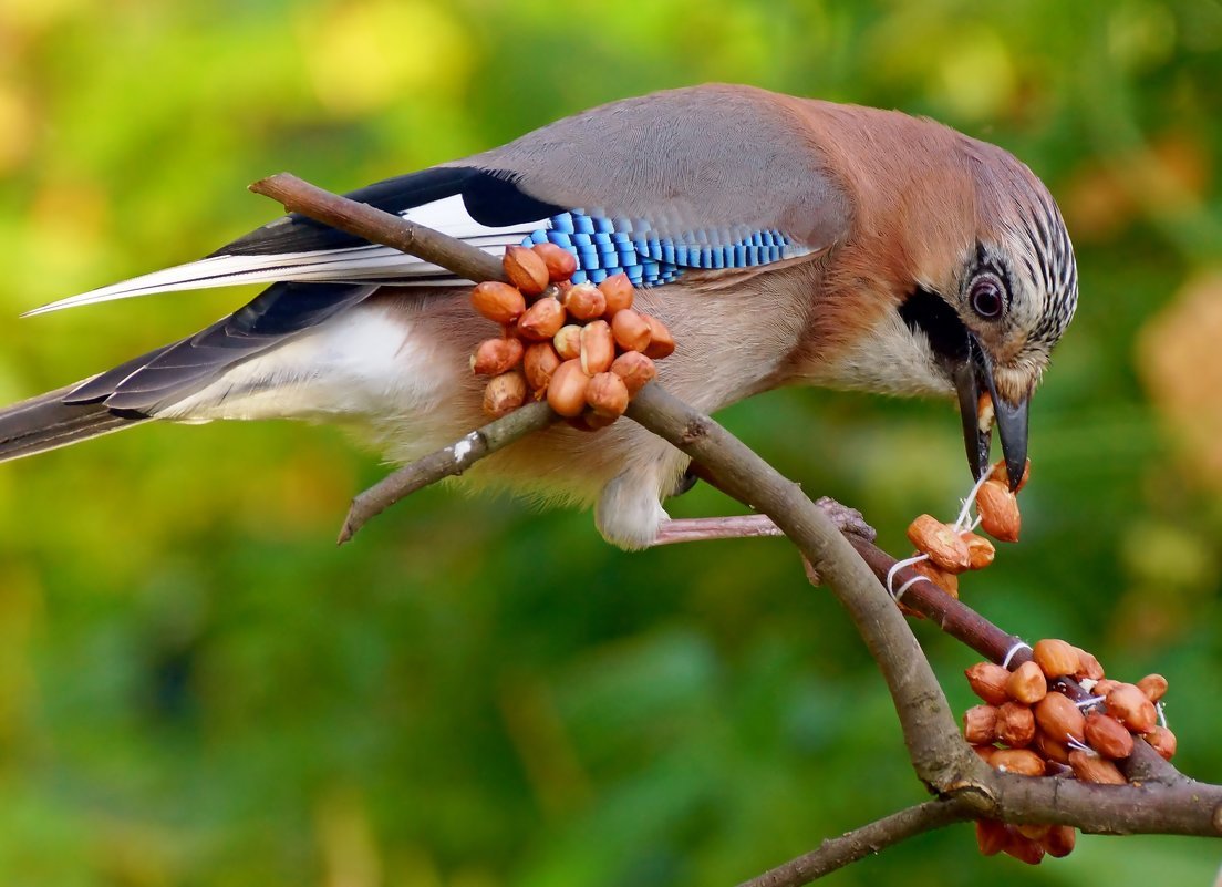 Сойка Лесная