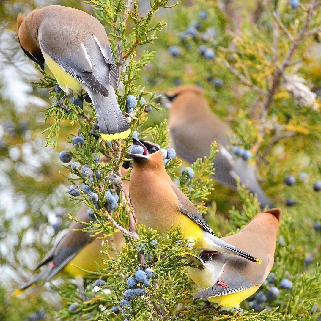 Свиристель птенец