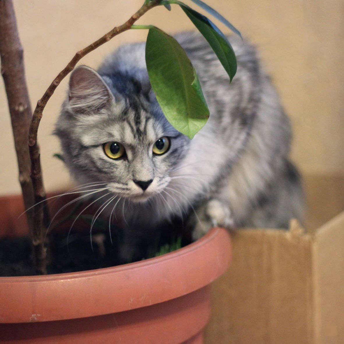 Комнатные цветы ядовитые для кошек