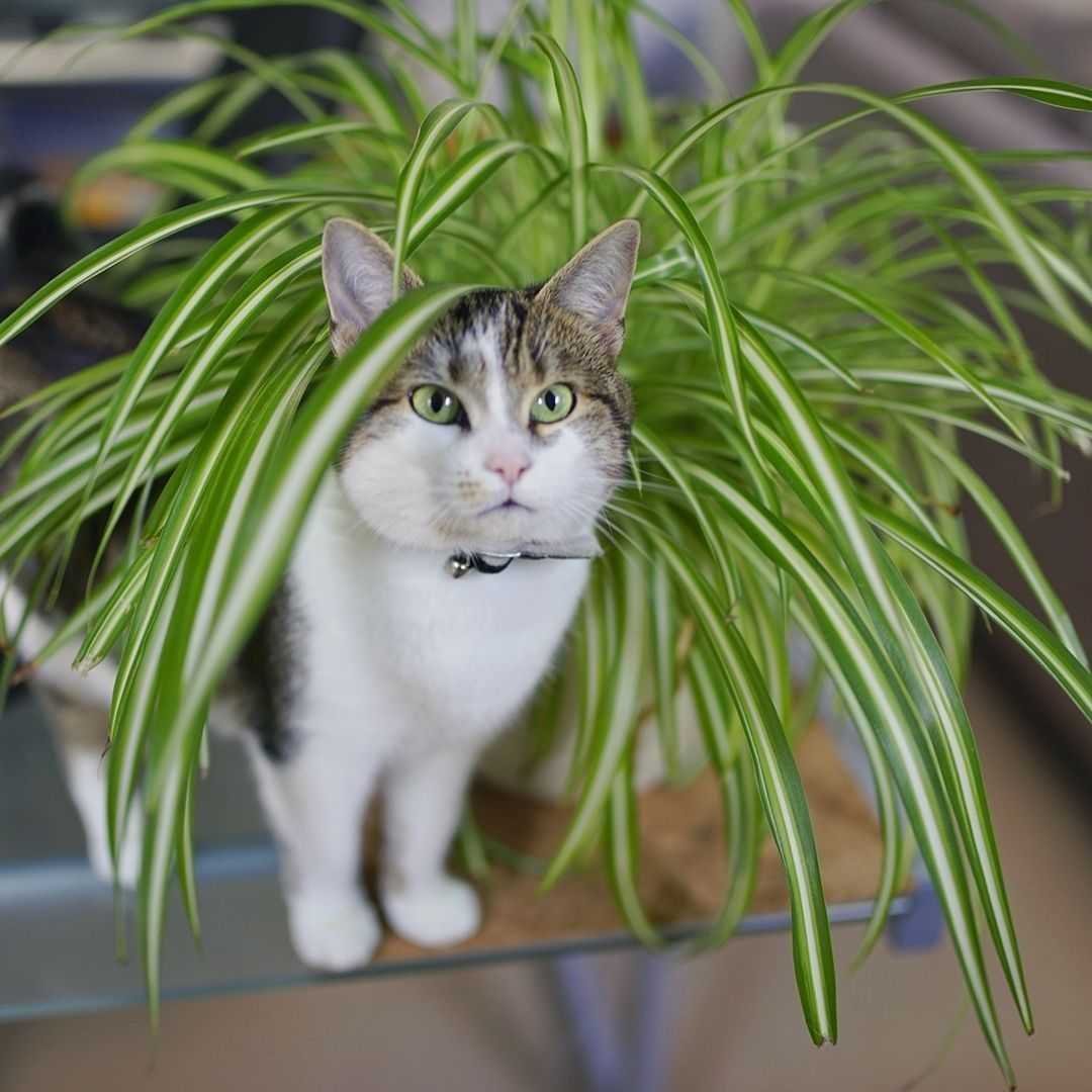 Кошка и домашние растения