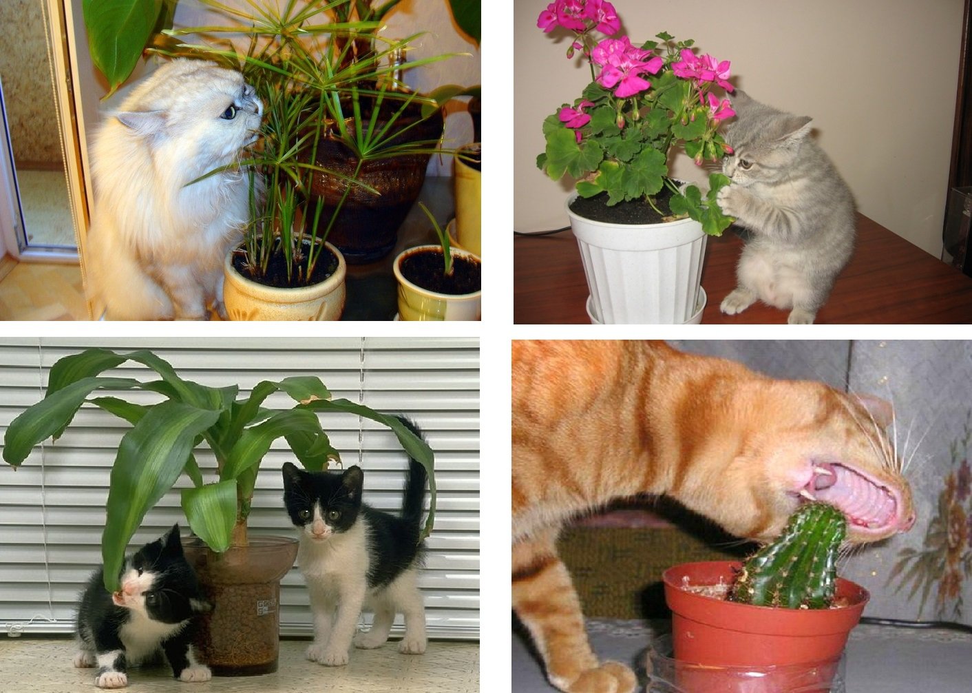 Смертельно опасный цветок для кошек. Кошки и комнатные растения. Кошачий цветок комнатный. Комнатные цветы опасные для кошек. Ядовитые комнатные растения для кошек.