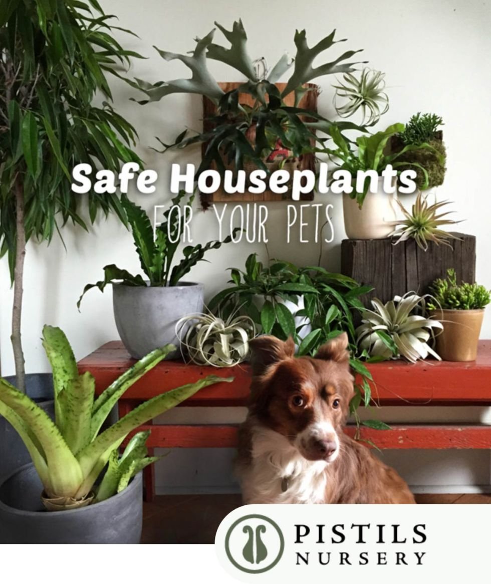 Безопасные комнатные растения для собак