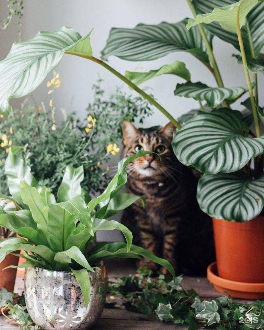 Green Cat Indoor