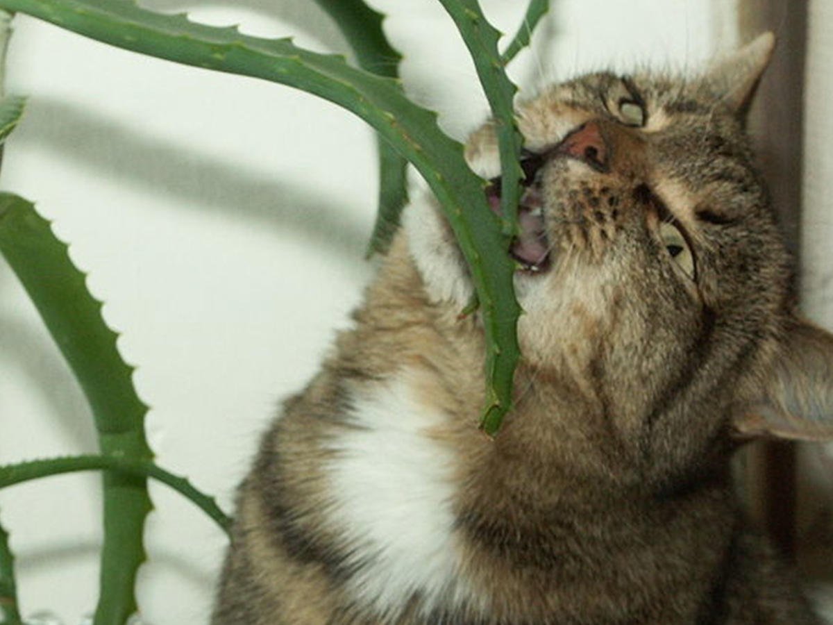 Кошка в алоэ