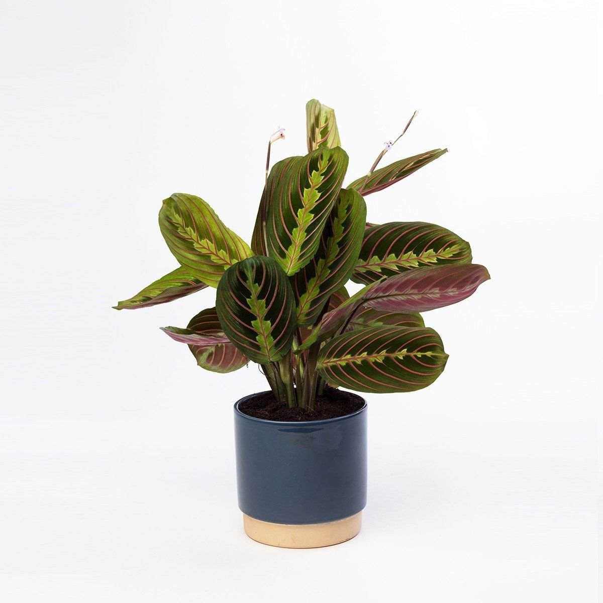 Маранта растения для кошек