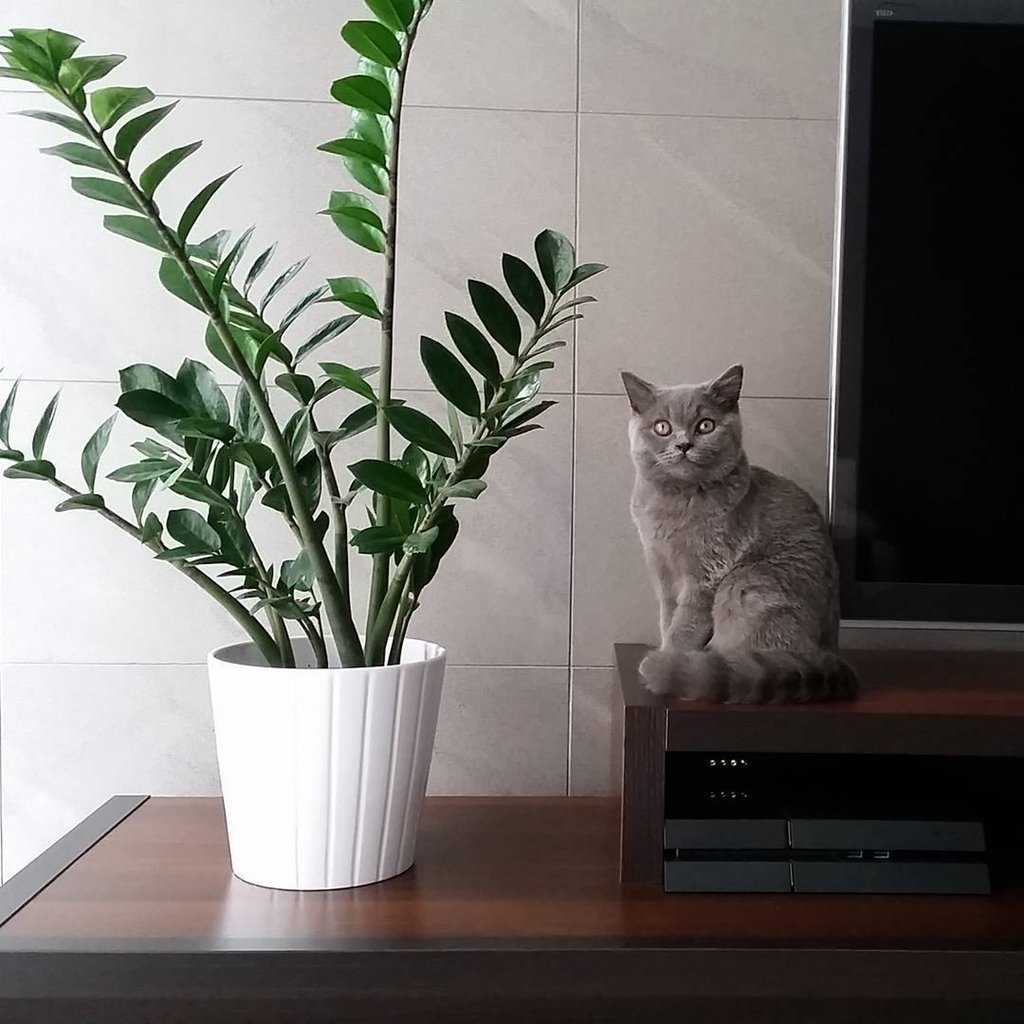 Растения комнатные маленькие