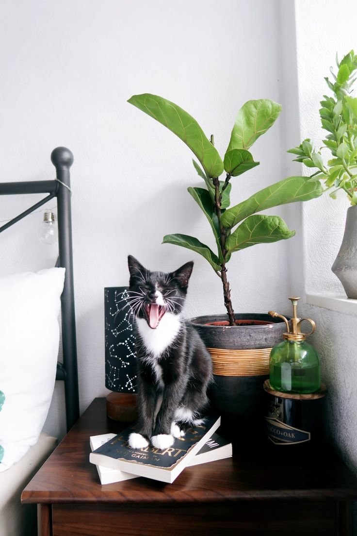 Кошки и комнатные растения