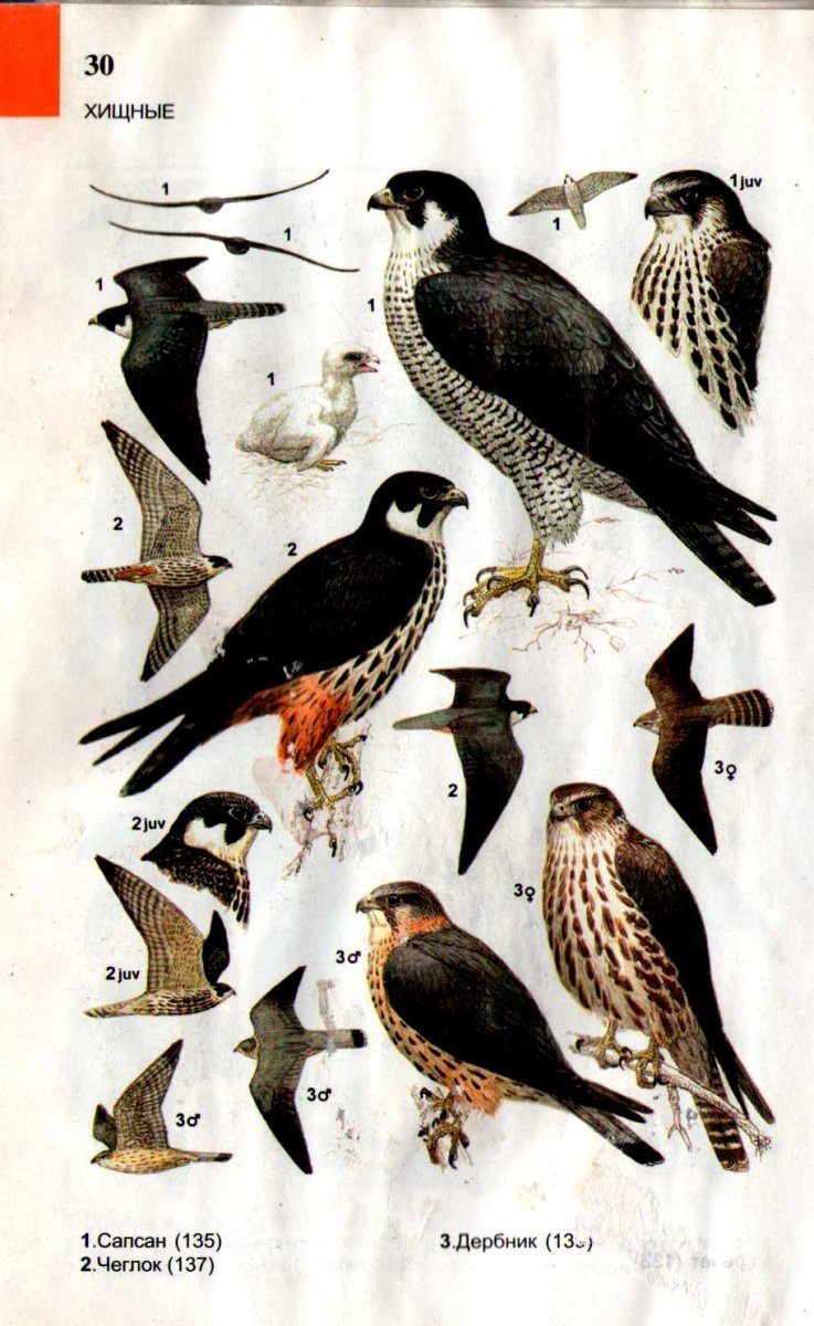 Свенсон определитель птиц