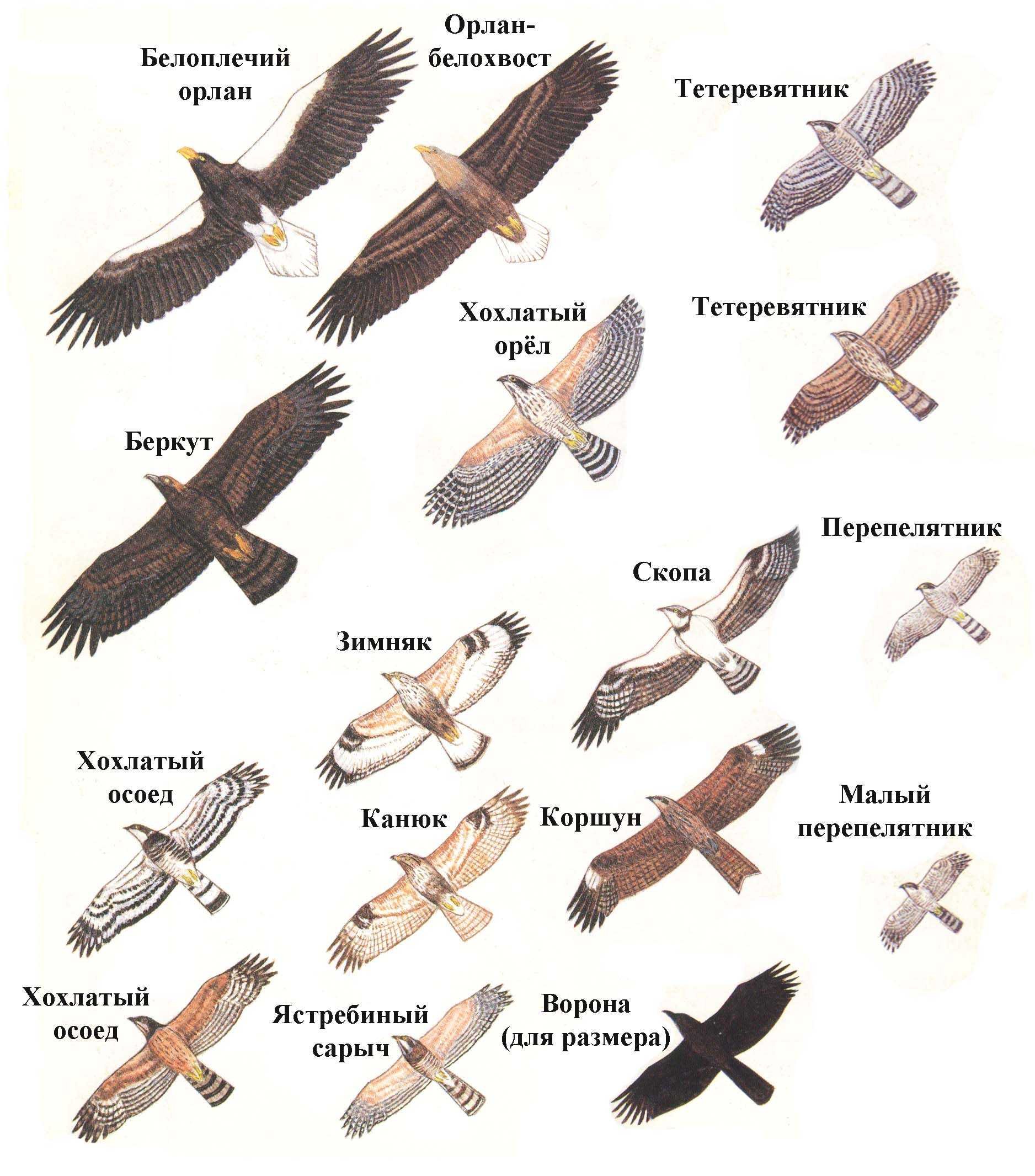Топ-7 самых маленьких птиц Средней полосы России | Гнездо Натуралиста 🏕 | Дзен