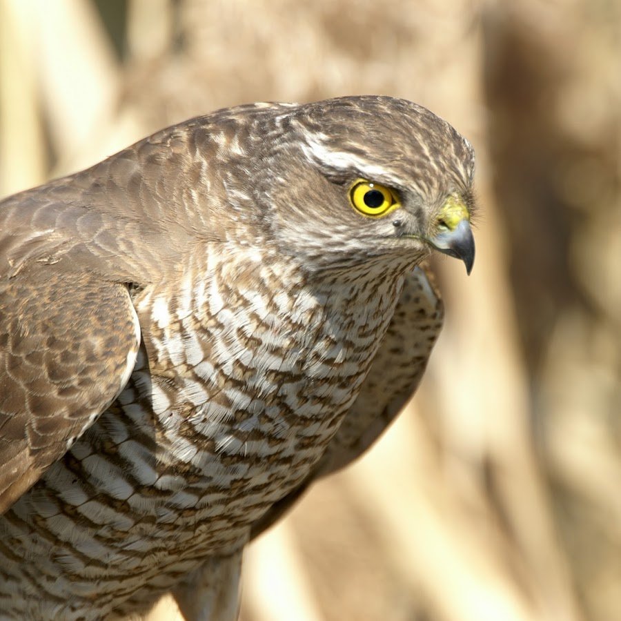 Крымский ястреб-тетеревятник