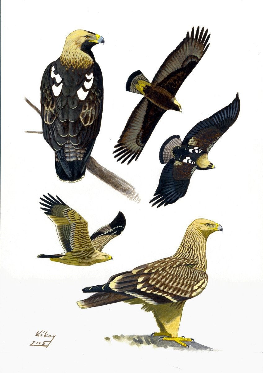 Отряд древние Хищные птицы