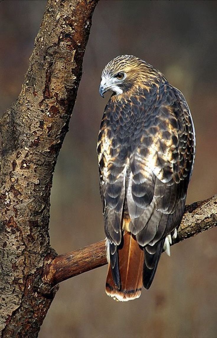 Большие Хищные птицы Подмосковья