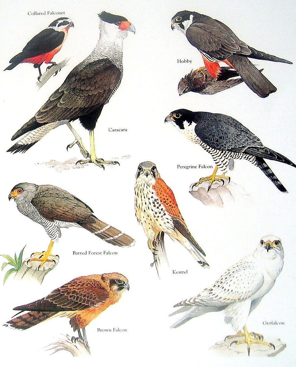 Хищные птицы название птиц