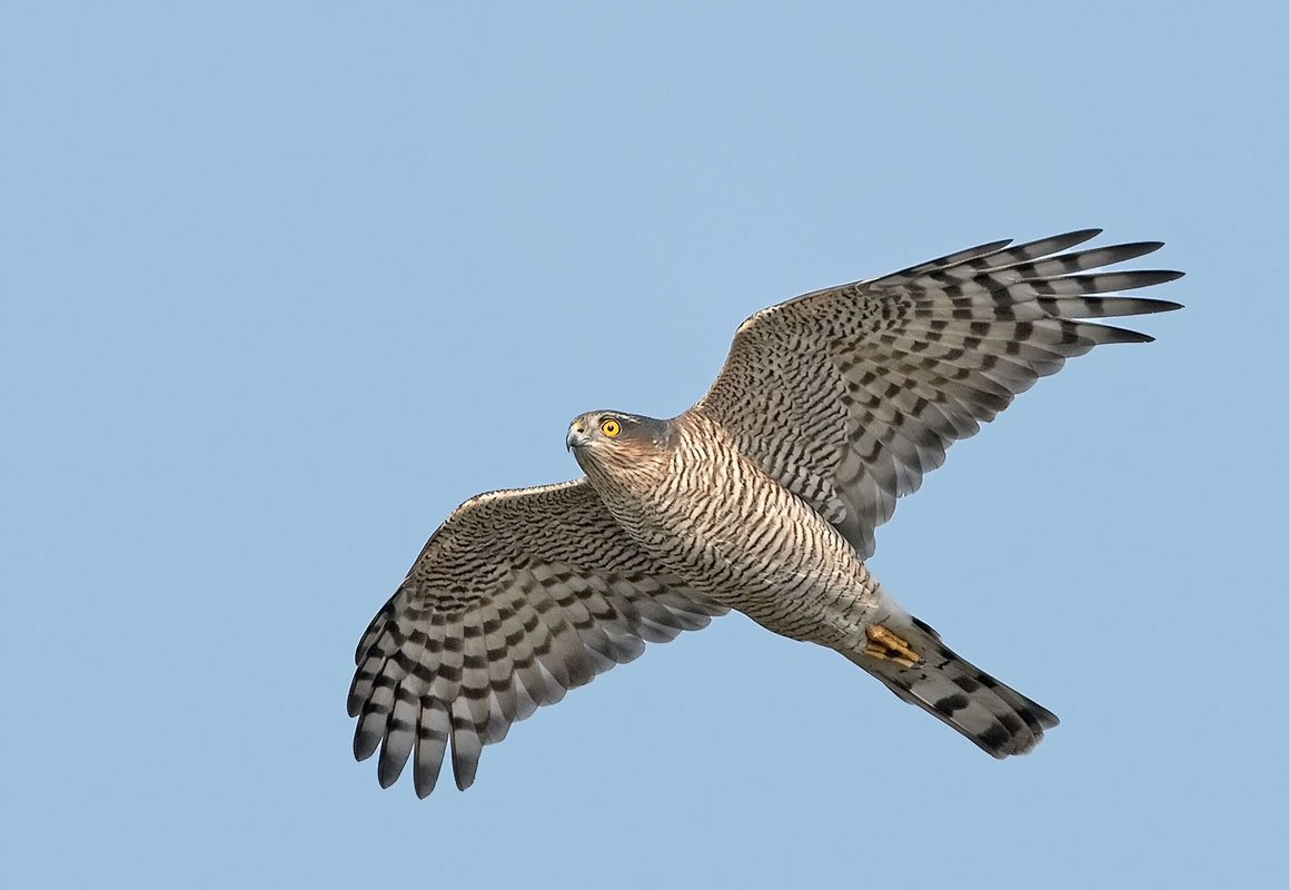 Птица Кобчик тетеревятник