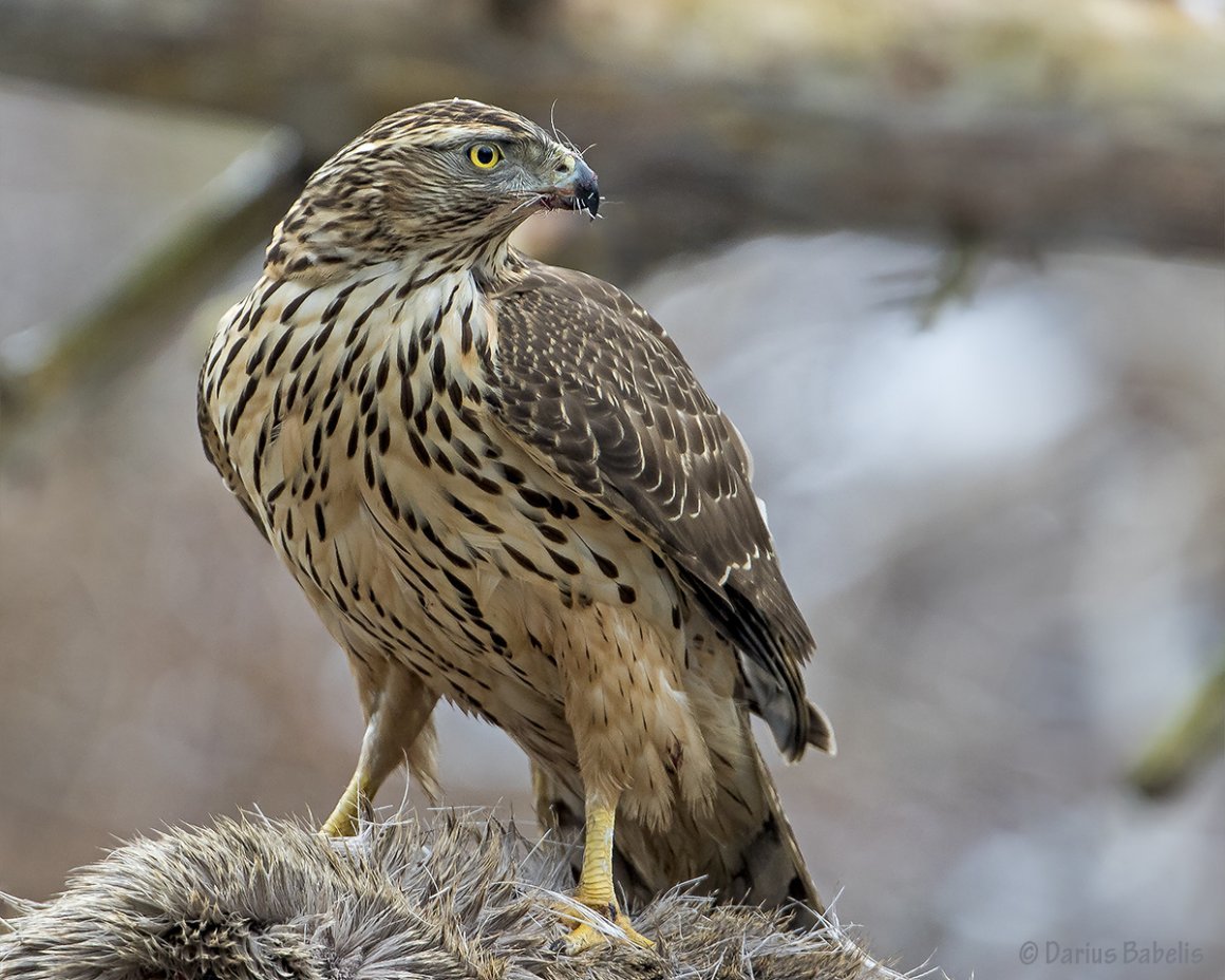 Красный ястреб тетеревятник
