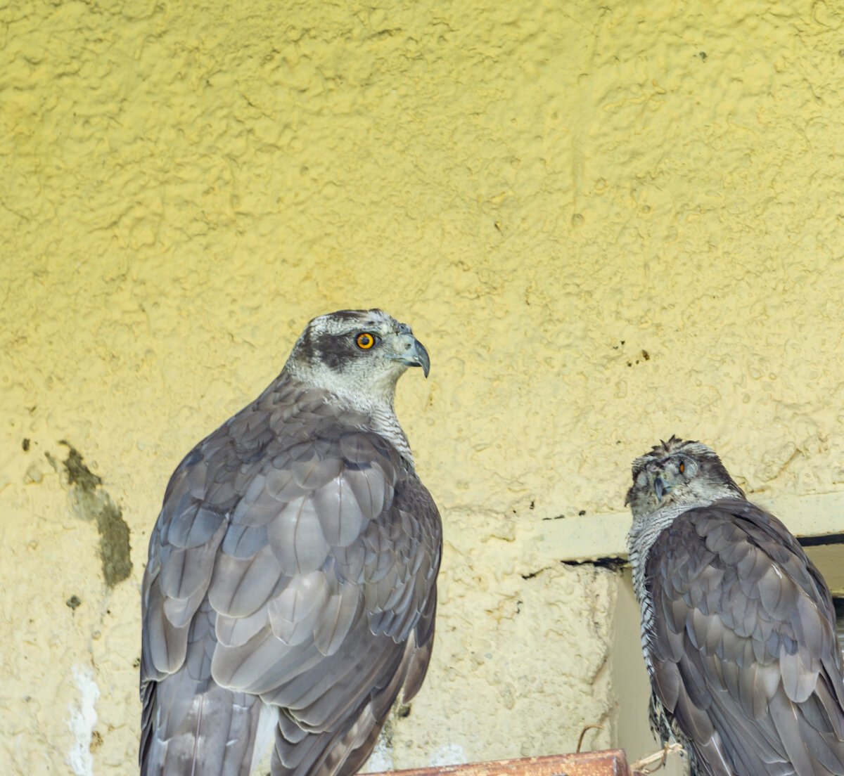 Хищные птицы Черноземья