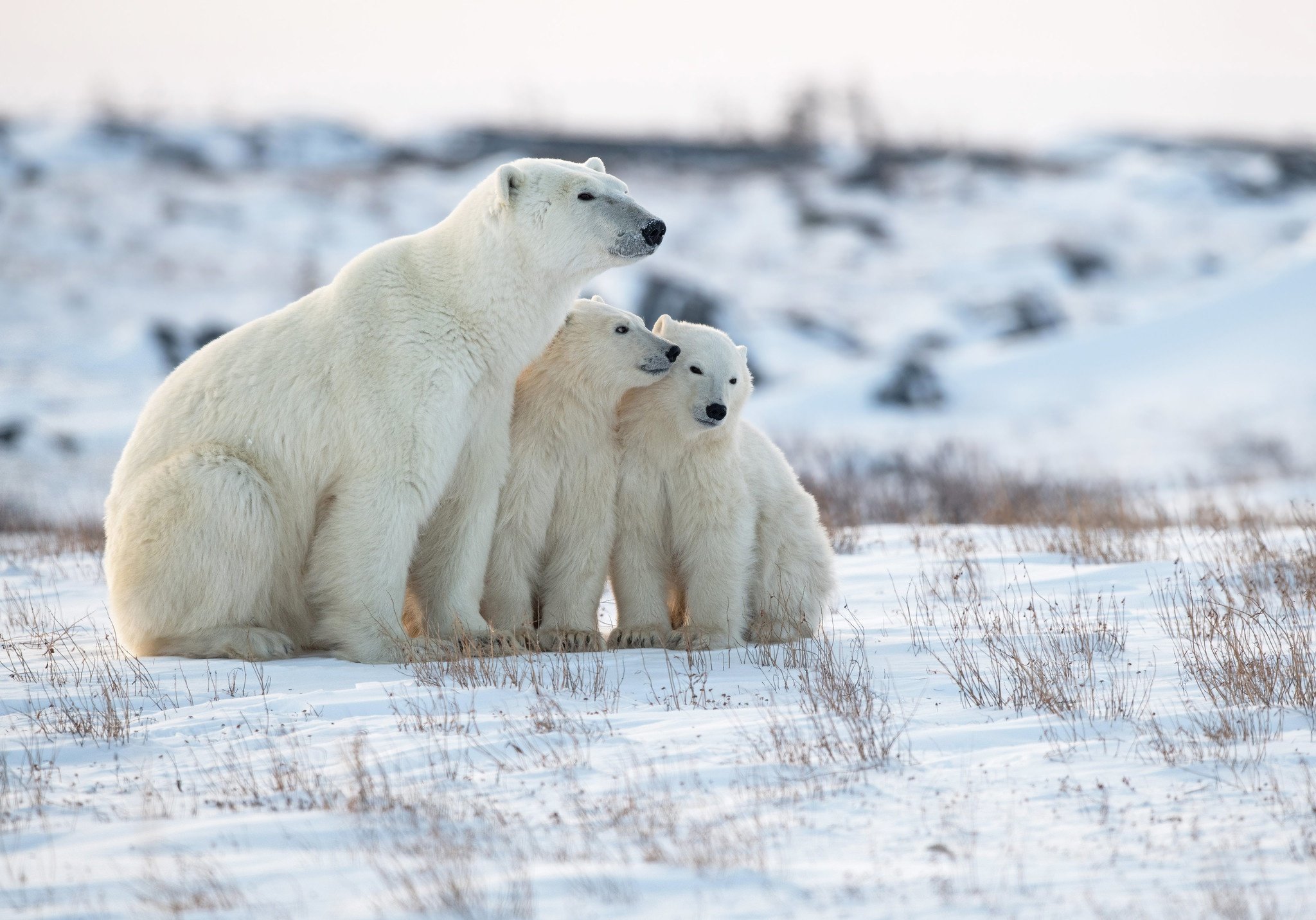 Арктика жизнь белого медведя. Белые медведи в Арктике. Белые медведи остров Врангеля Арктика Арктика. Белый медведь в арктической пустыне. Арктические пустыни белый медведь.