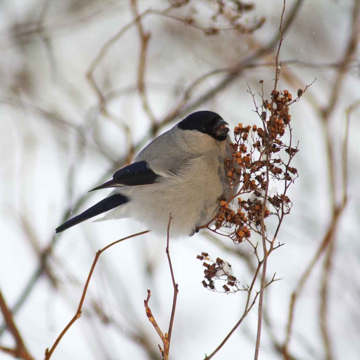 Снегири Якутии