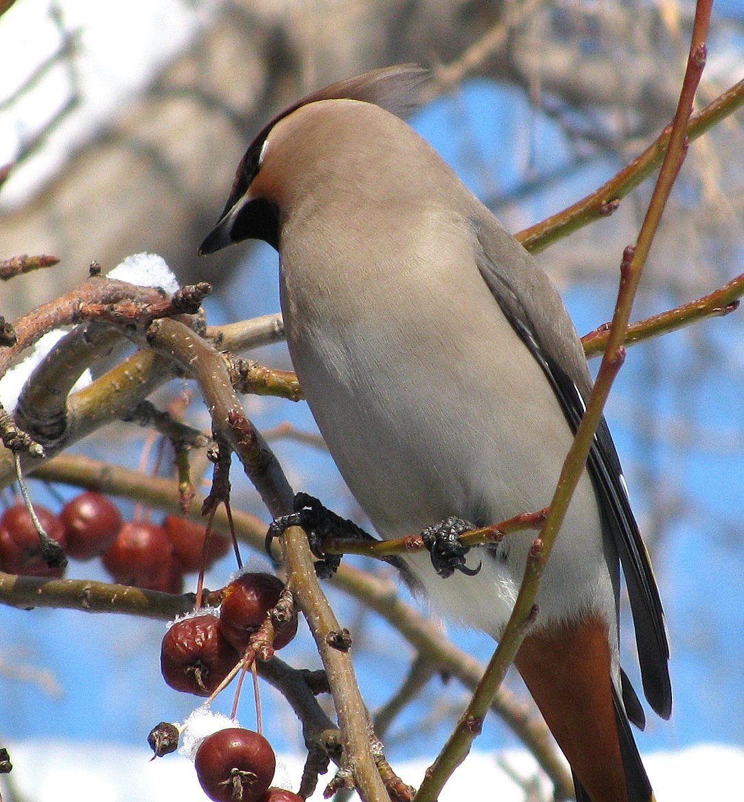 Птицы Саратова свиристель