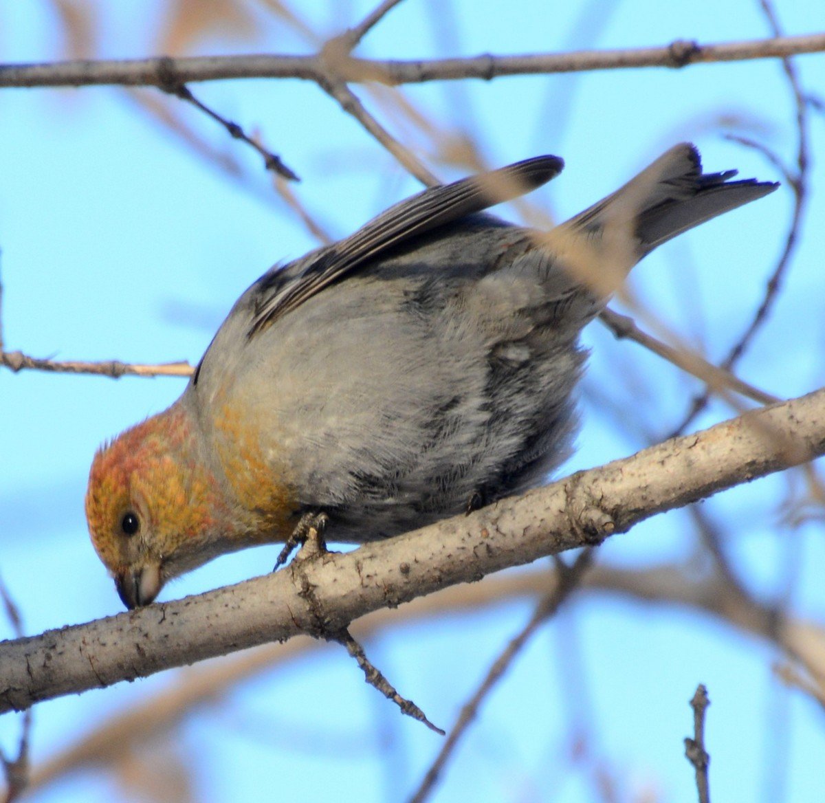 Певчие птицы Томской области
