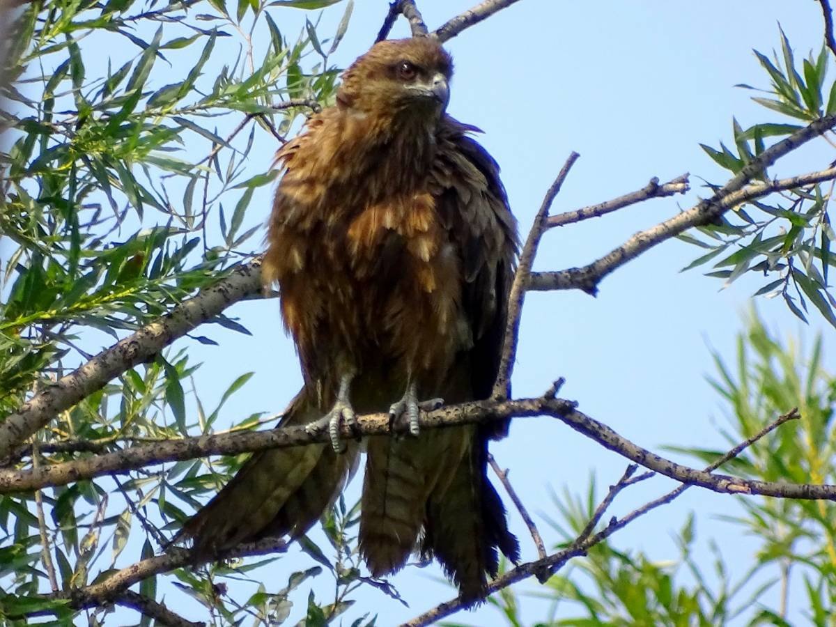 Коршун Сибирский