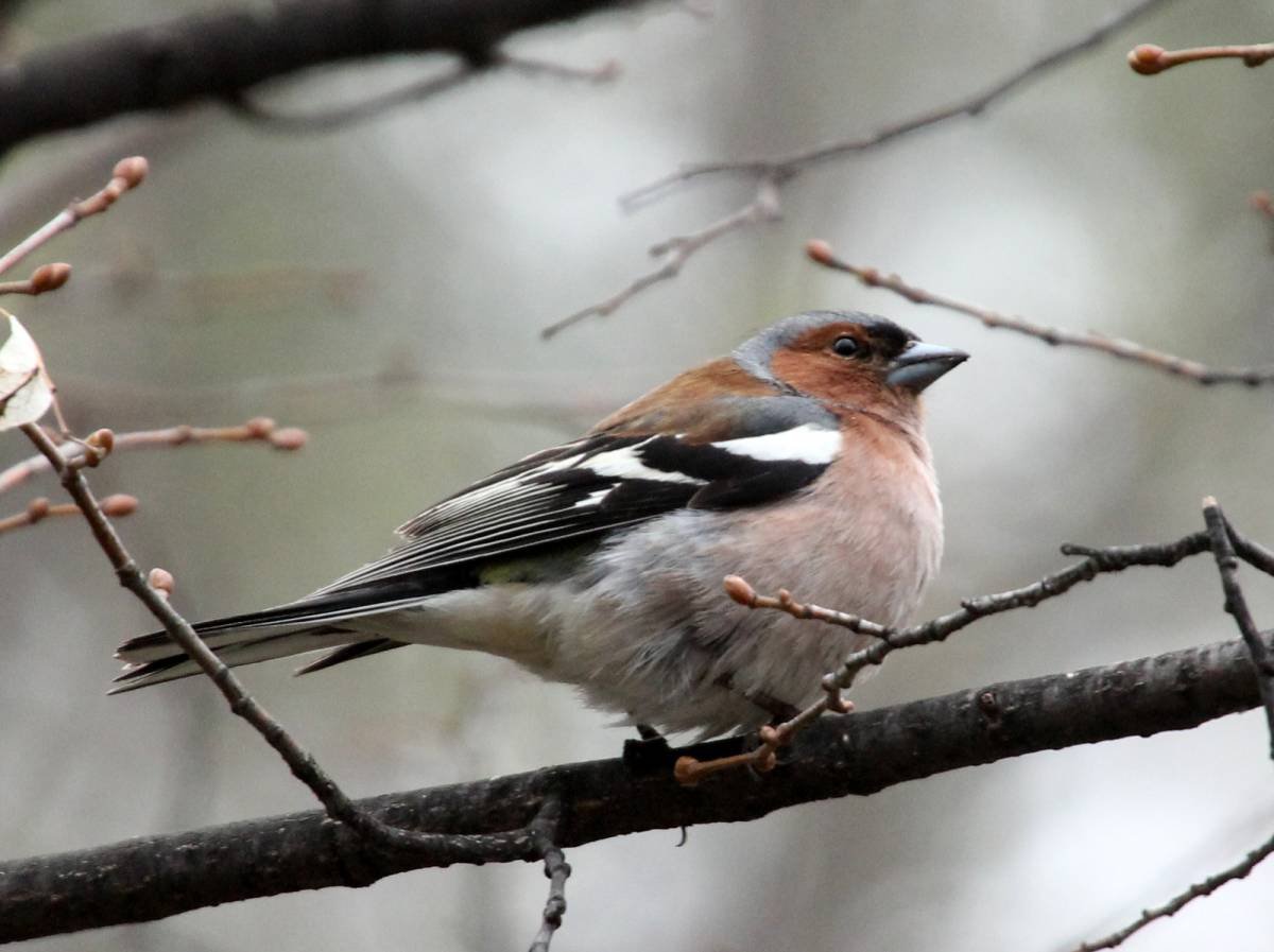 Рябиновый Зяблик