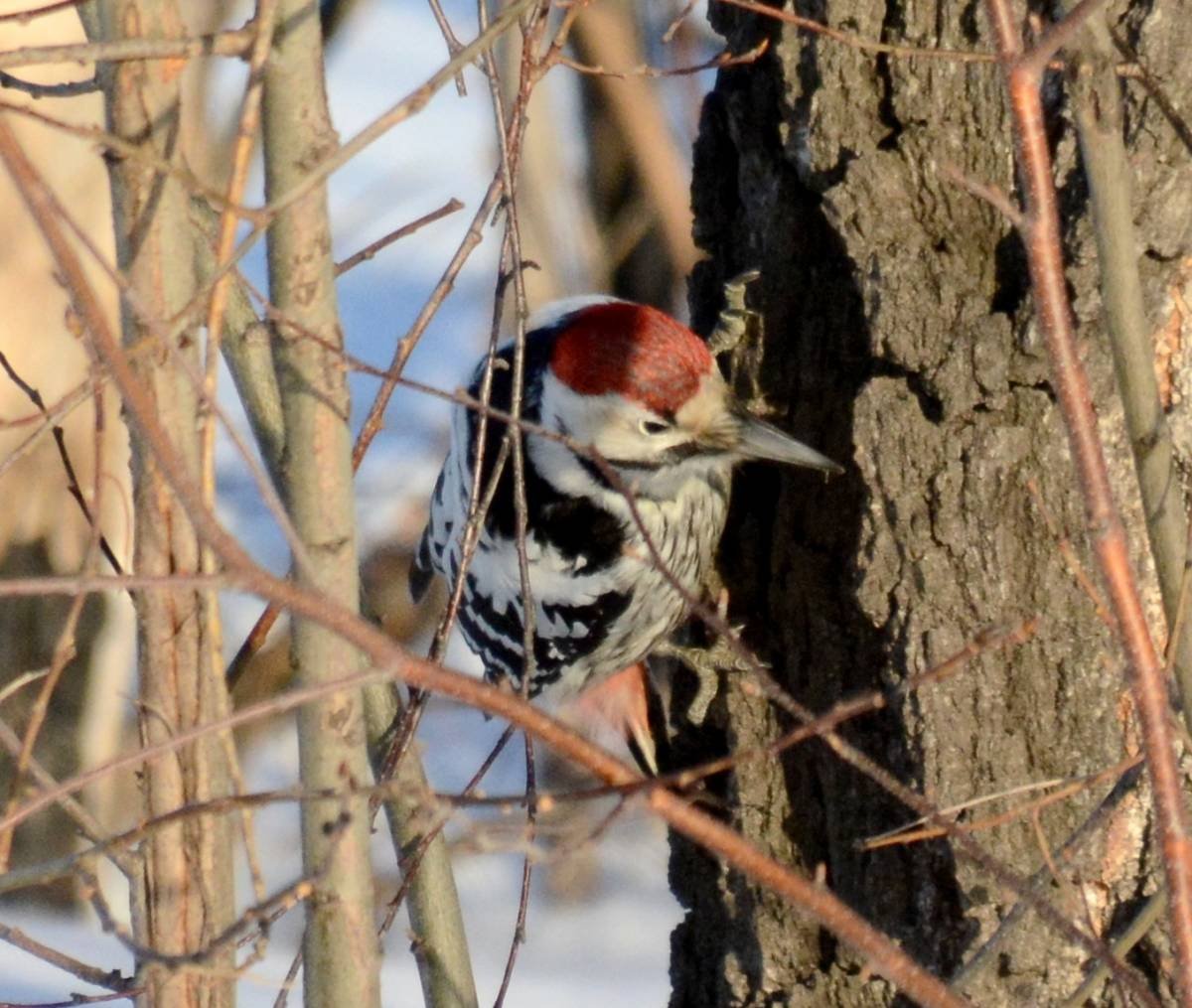 Птицы Томской области