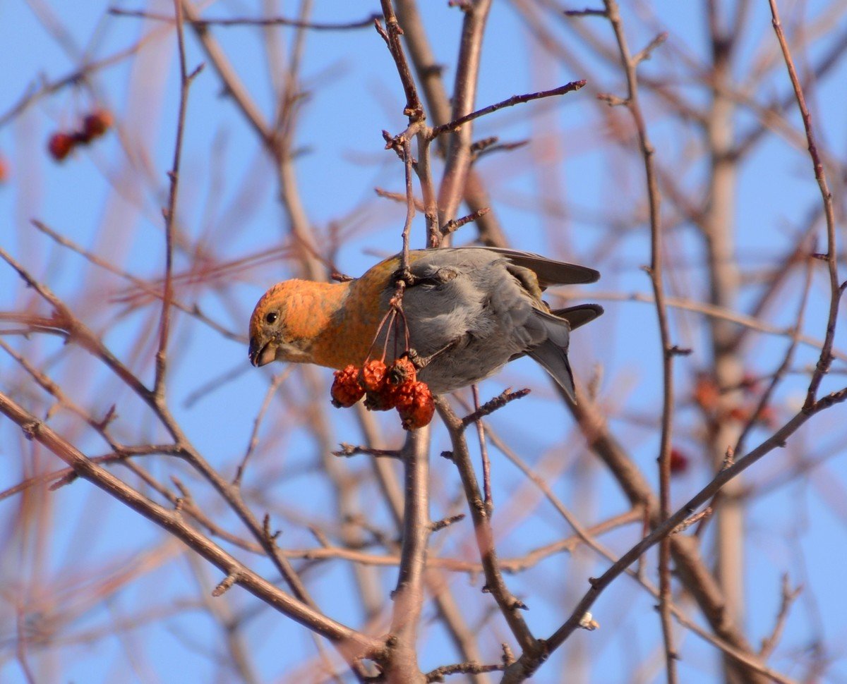 Зимующие птицы Томска