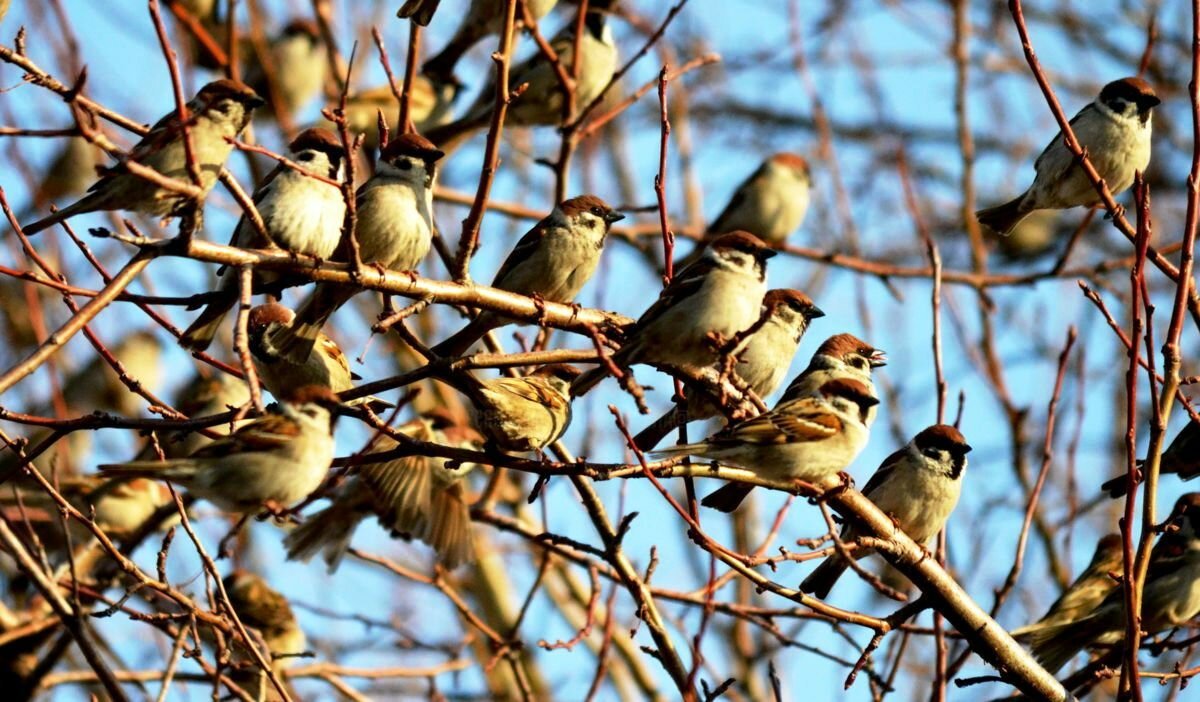 Воробьи стая