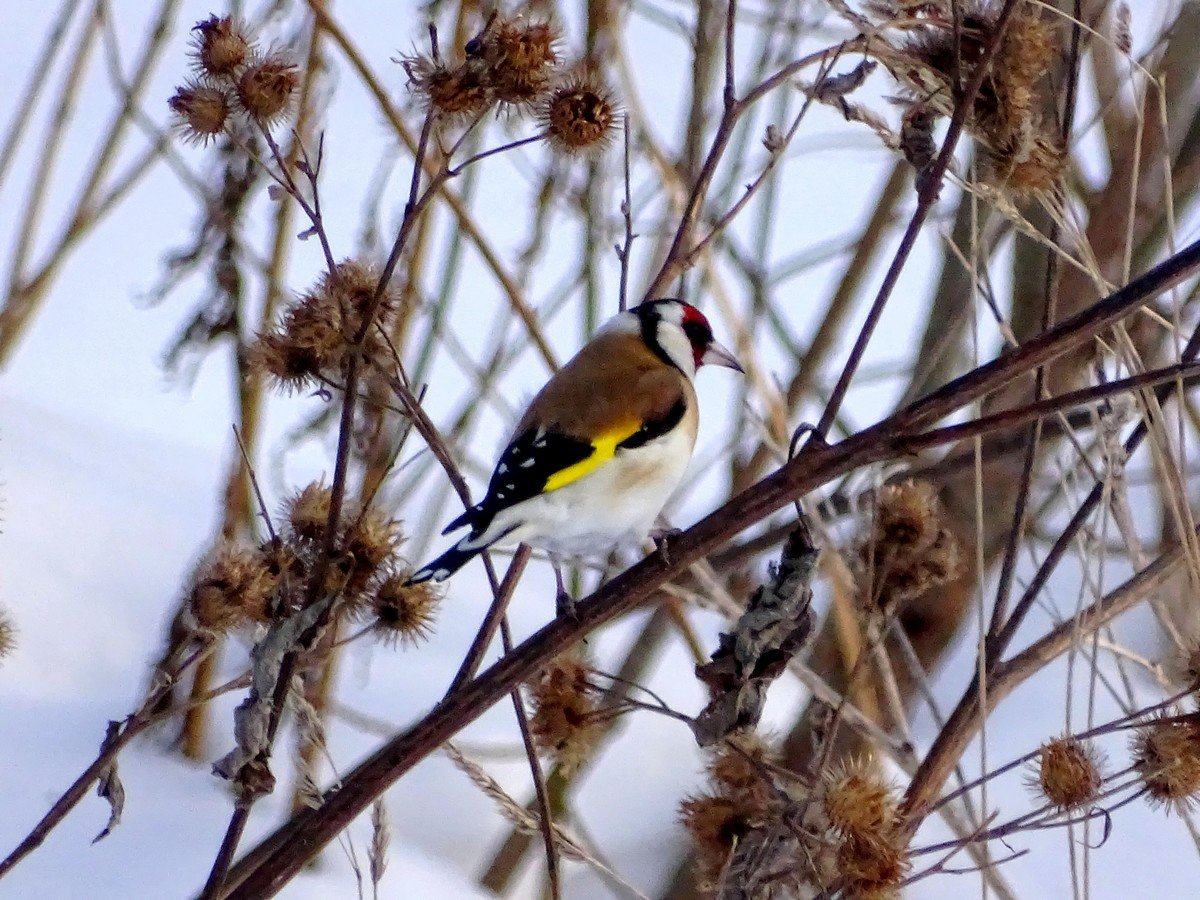 Птицы Томской области зимой