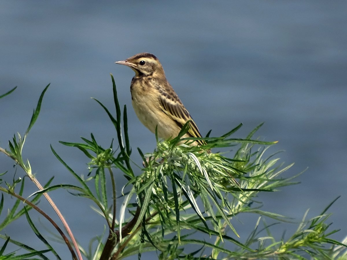 Зеленые птицы в Томской области