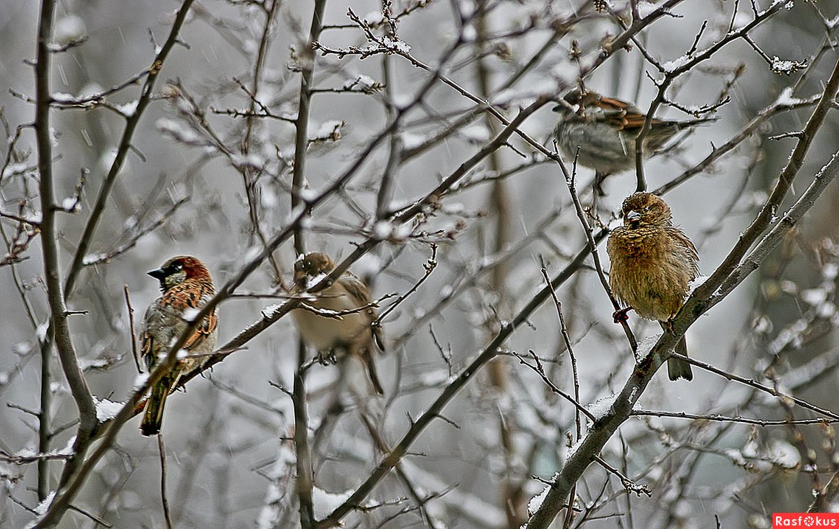 Зимний парк с птицами