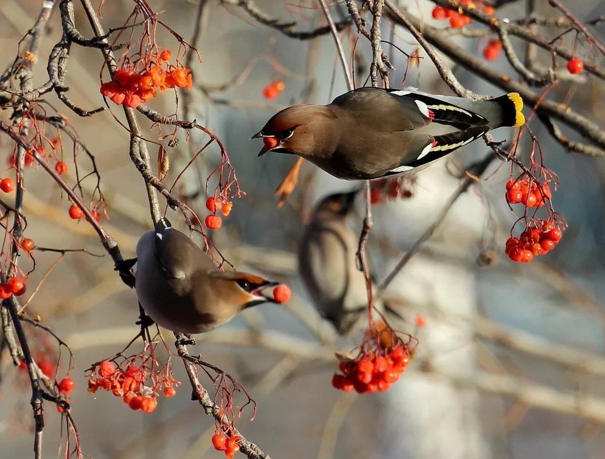 Свиристели на рябине