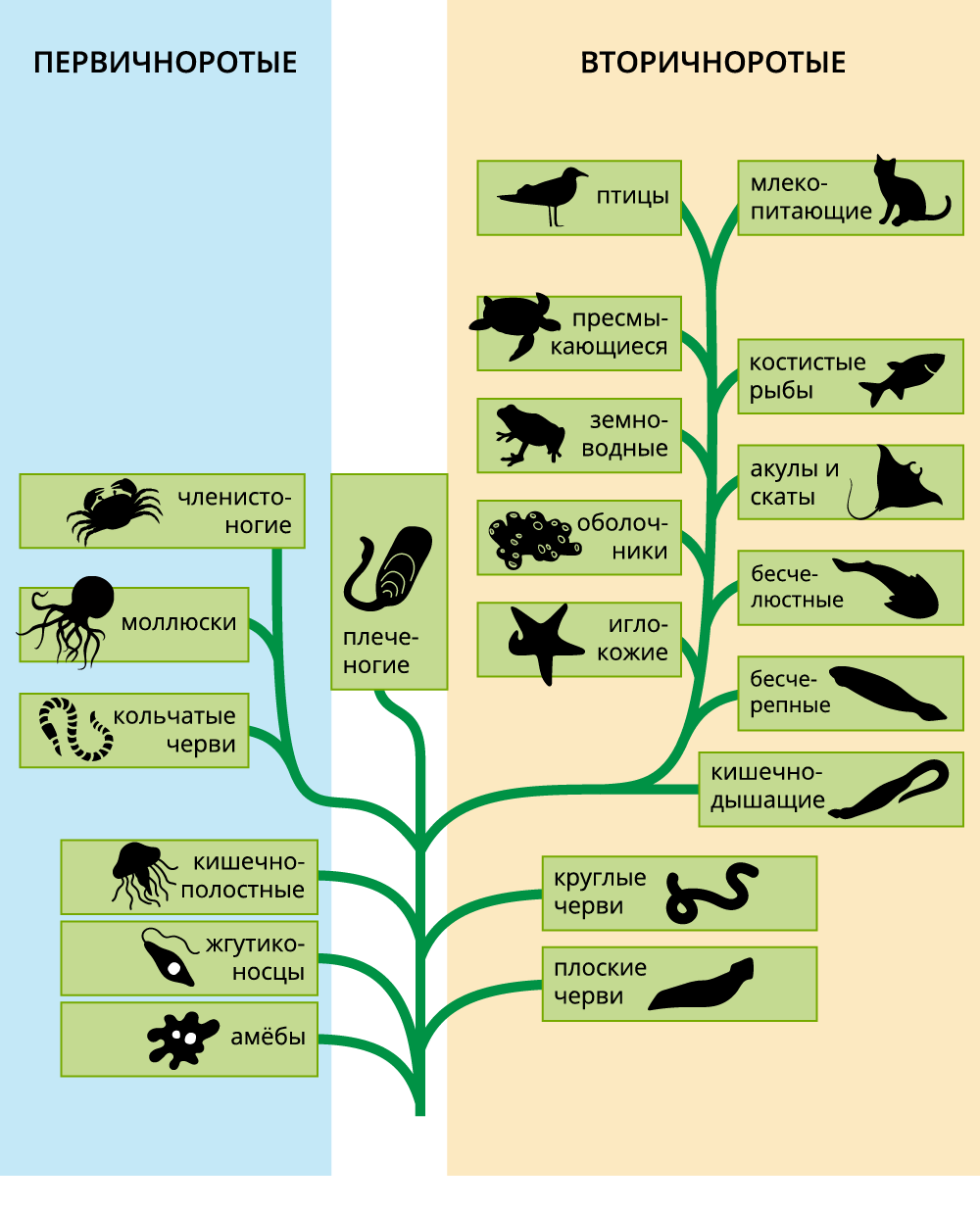 Какие процессы бывают в биологии. Эволюция животных схема.