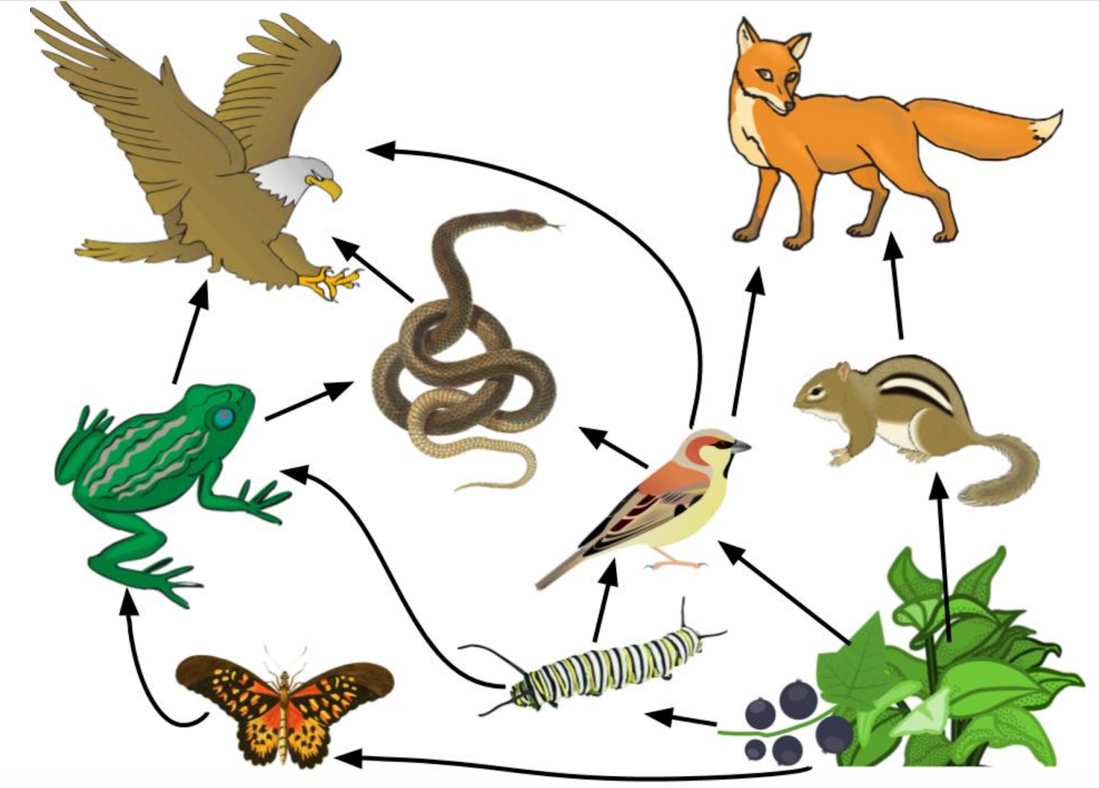 Биология 5 класс параграф 22 пищевые связи. Цепь питания животного. Цепочка питания биология 5. Пищевые цепи (цепи питания, трофические цепи) – это. 2 Цепочки питания животных.
