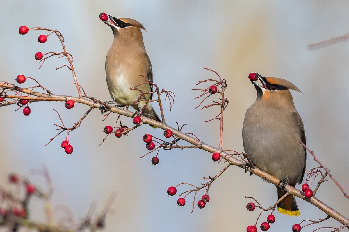 Свиристель - Waxwing
