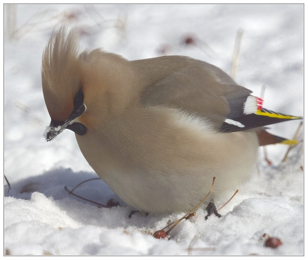 Серая птичка с хохолком Сибирь