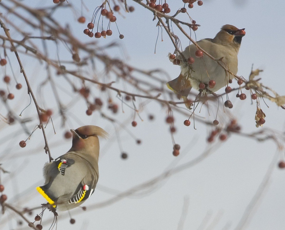 Свиристель слеток