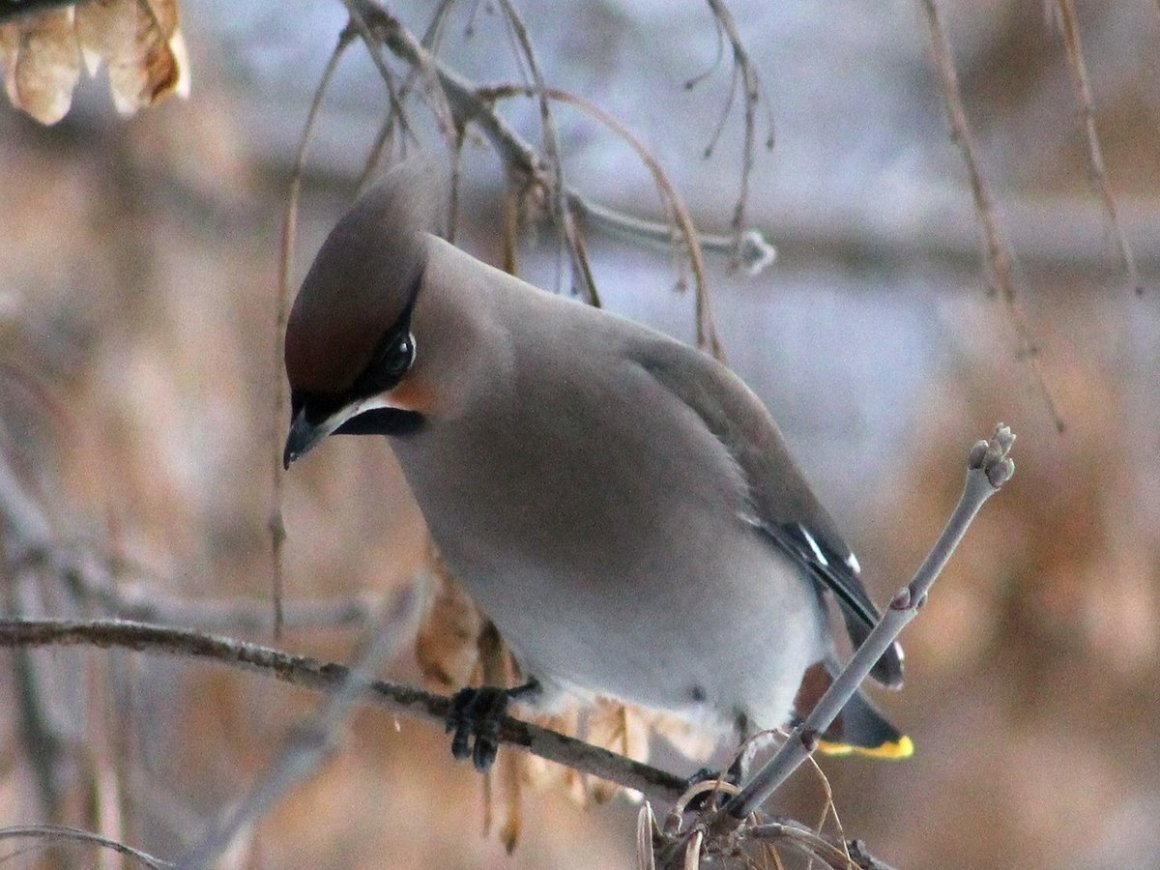 Хохлатая свиристель