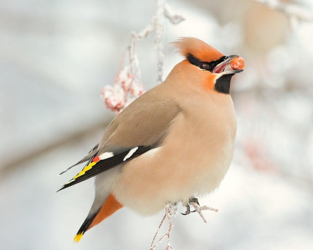 Дрозд с хохолком