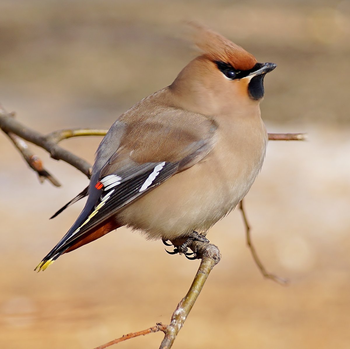 Свиристель самка