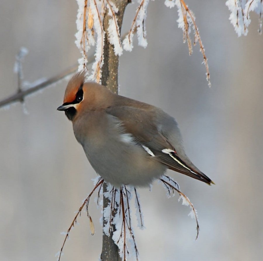 Богемский свиристель