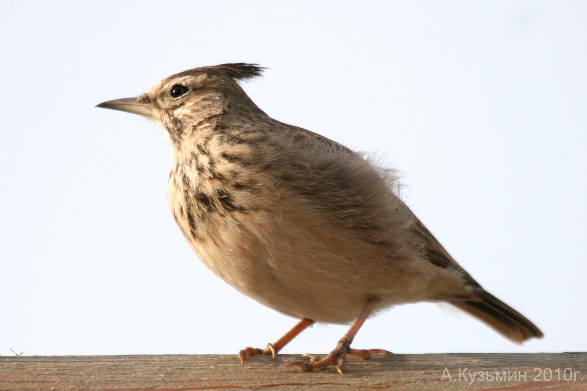 Серые птицы с хохолком на голове