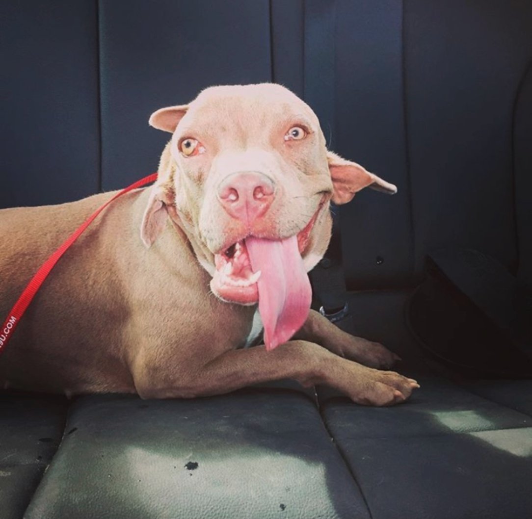 Необычные собаки мутанты