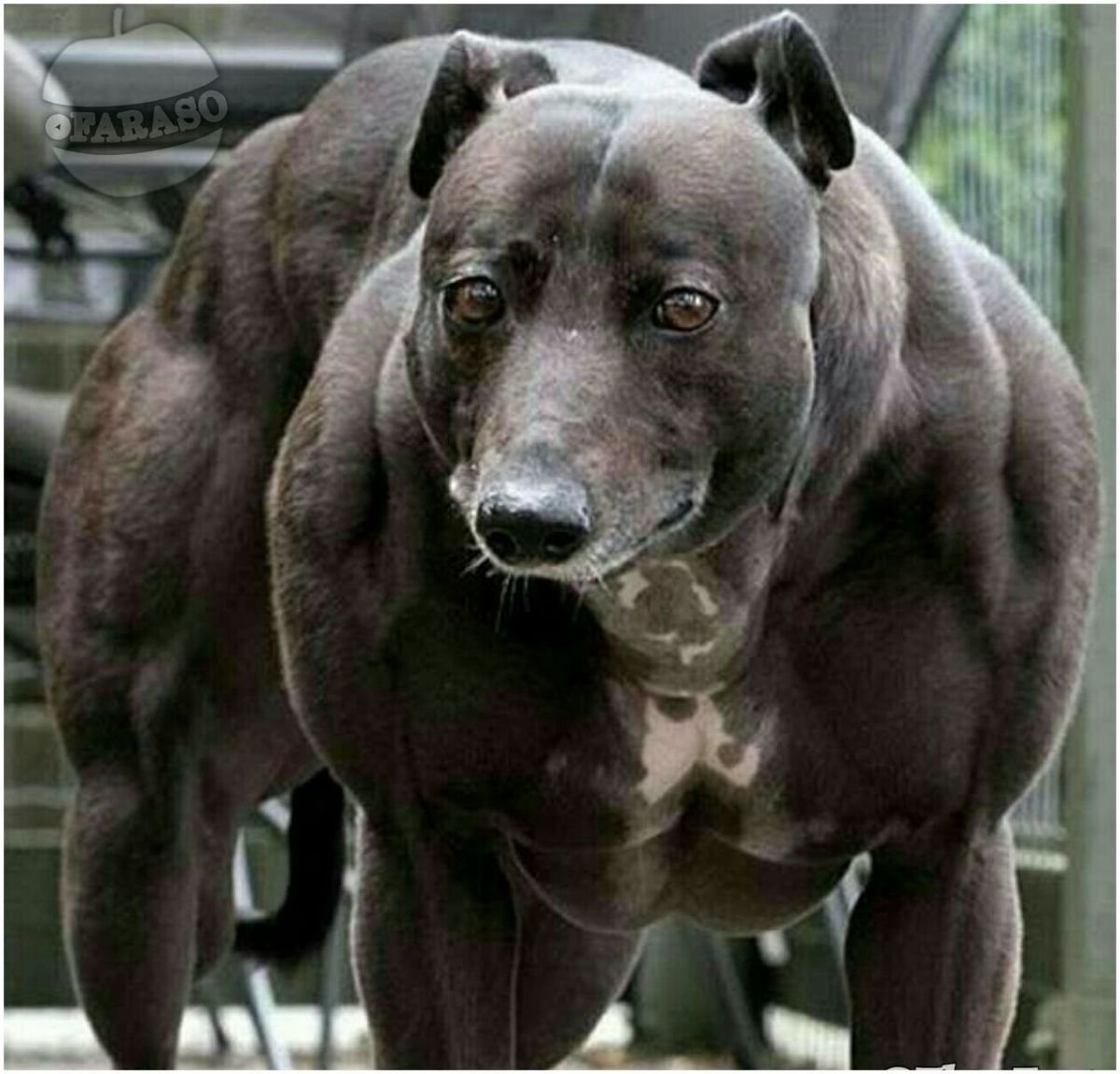 Стаффордширский терьер миостатин