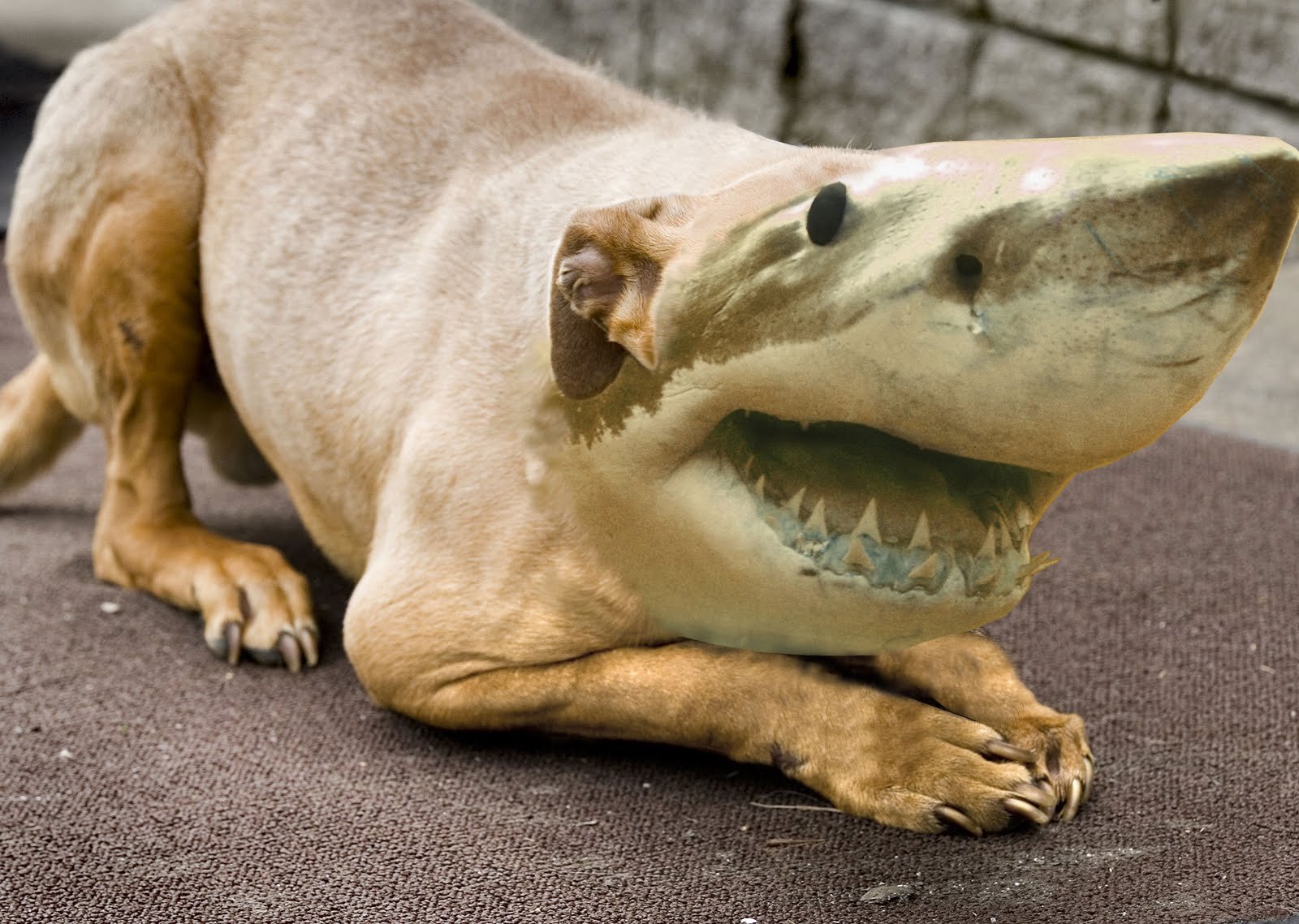 Жалкое существо. Скрещенные животные. Собака акула. Гибриды животных. Странные гибриды животных.