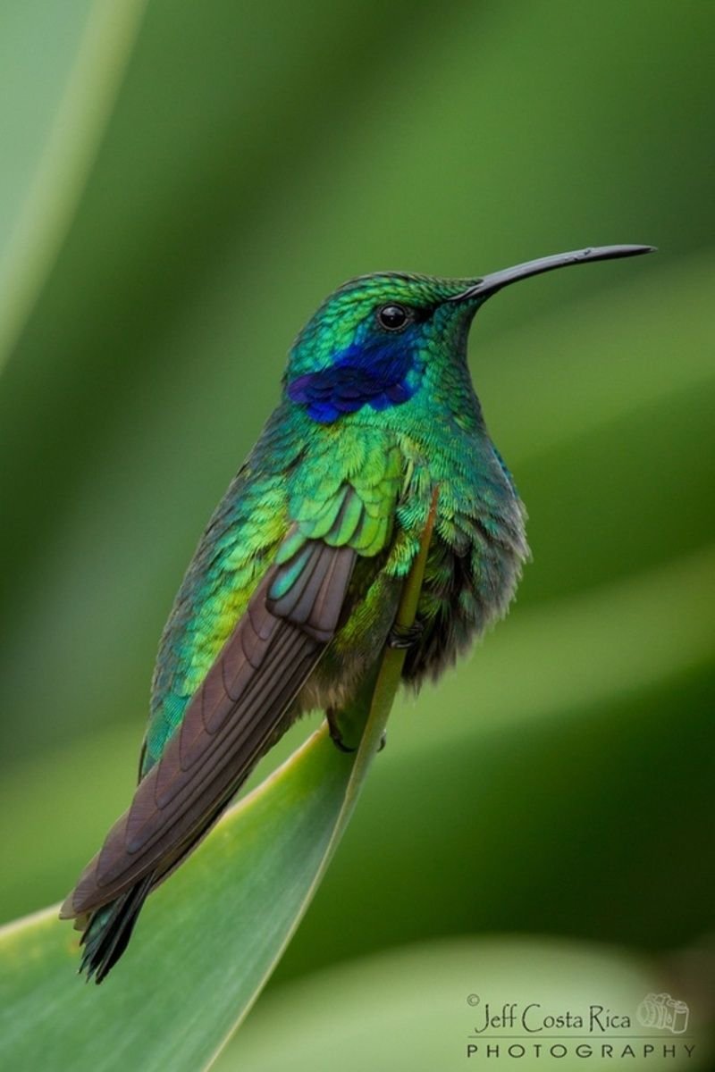 Costa Hummingbird